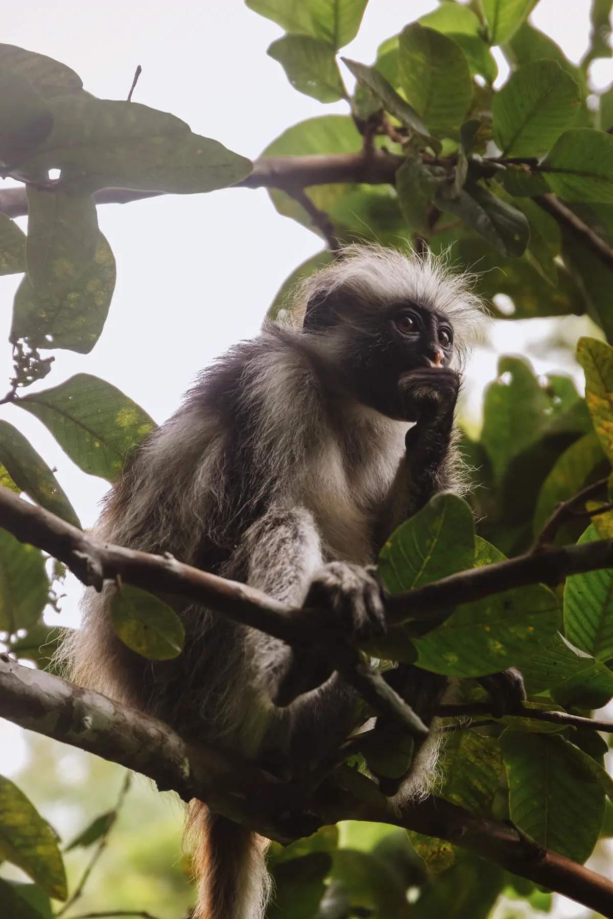 A Zanzibar red colobus monkey in a tree