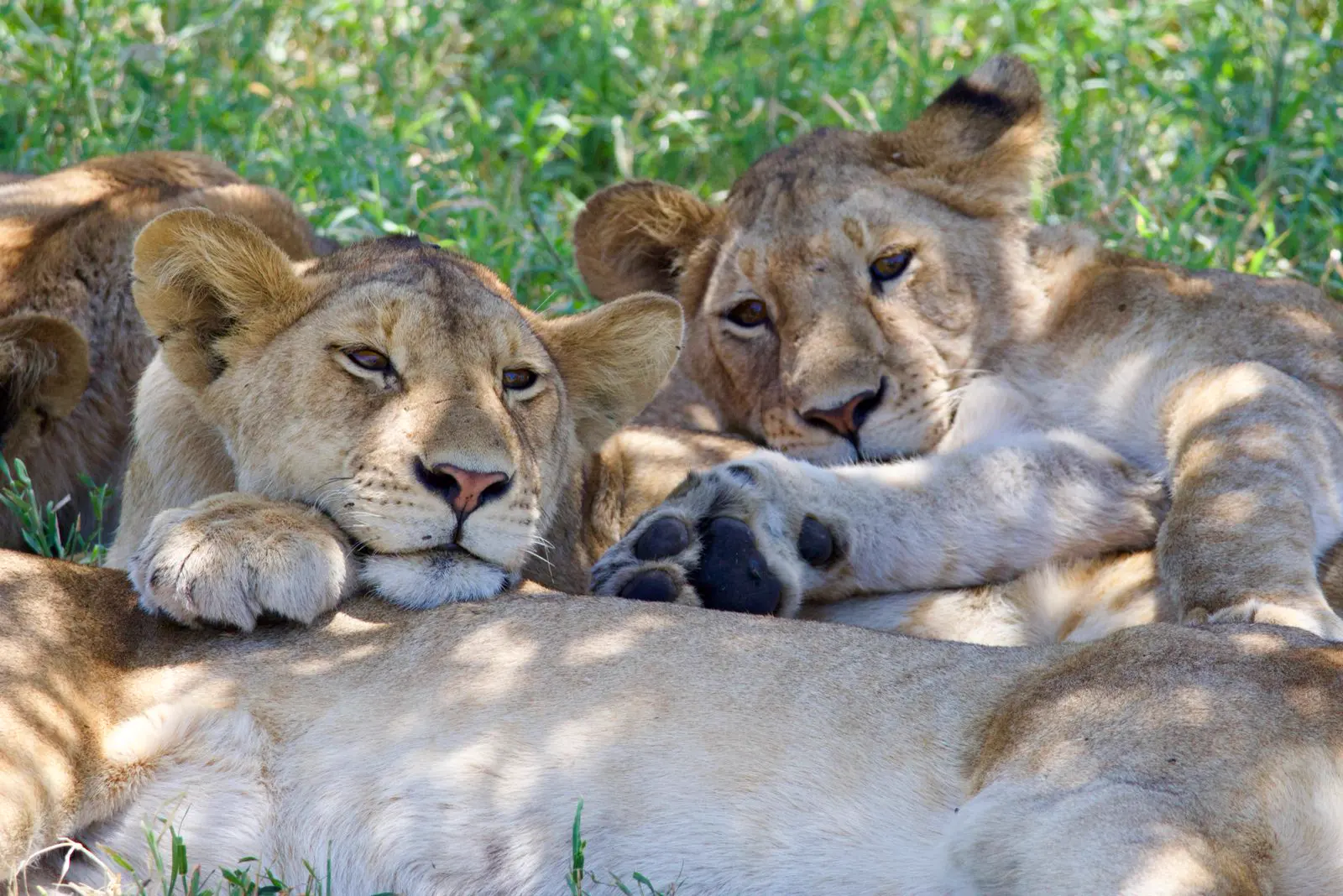 A pride of lions resting together in the shade