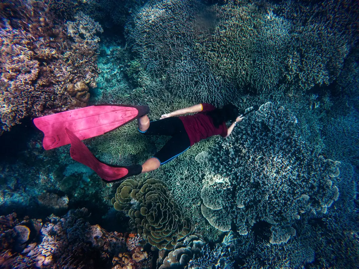 A snorkeller swimming over coral