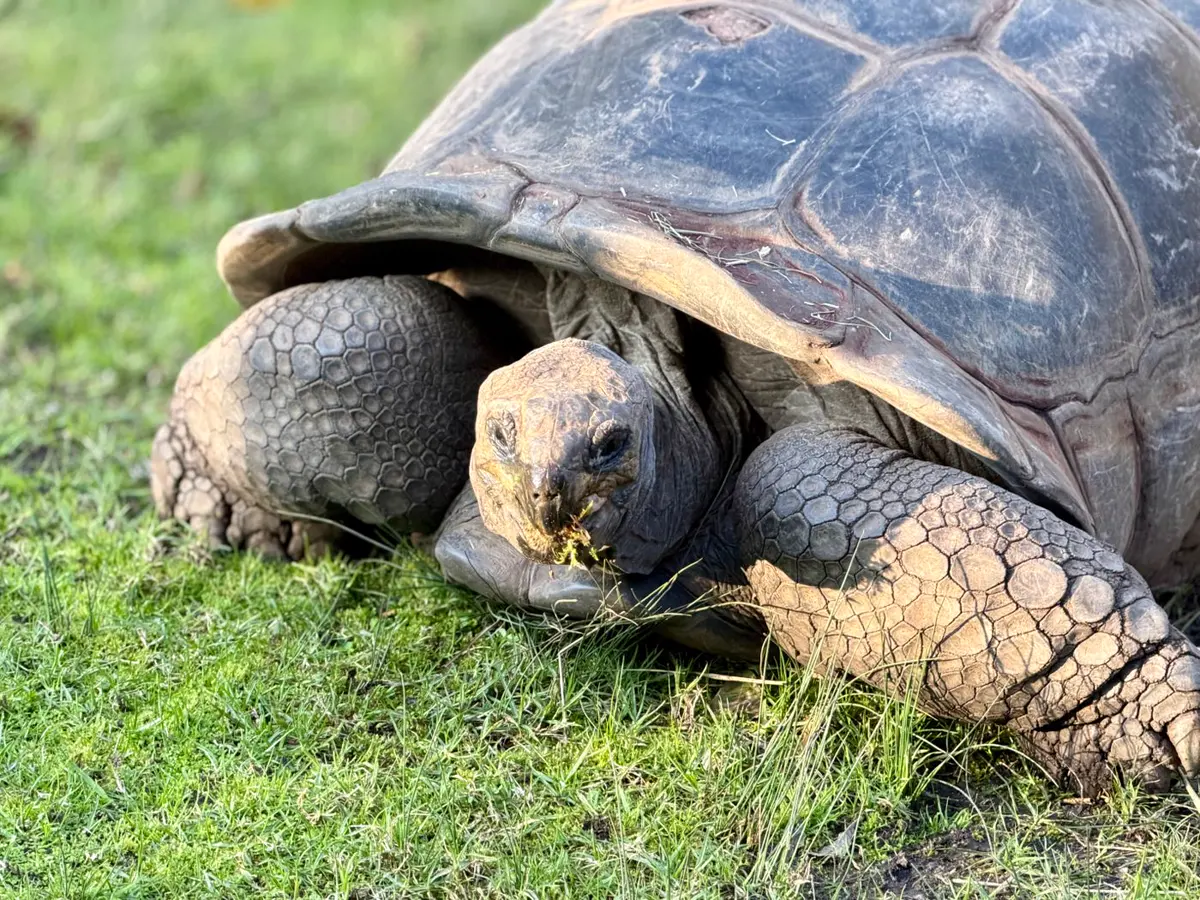 A giant Aldabra tortoise grazing on grass
