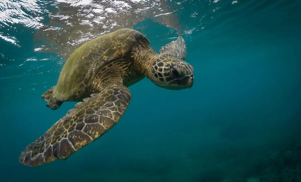 A green sea turtle swimming in clear water